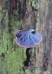 lesklokorka lesklá (Houby), Ganoderma lucidum (Curtis) P. Karst. (Fungi)